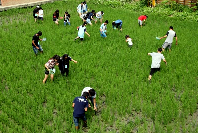山水米有機稻場：【九、十月活動：苑裡一日小農夫友善耕作－除稗體】