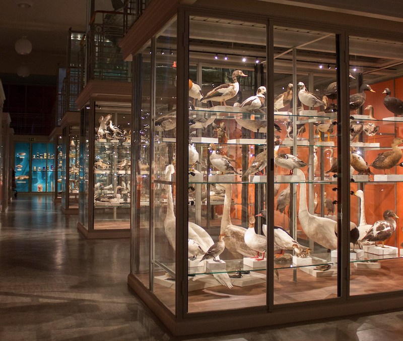 【博物之島專文】人類演化研究早期先驅者：瑞典烏普薩拉大學演化博物館