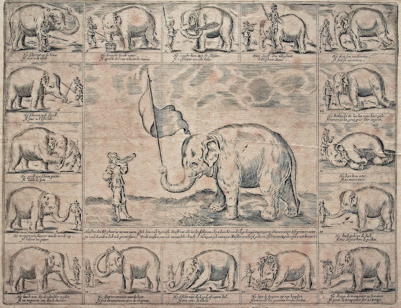 【博物之島新訊】林布蘭也著迷！17世紀大象明星漢絲可的傳奇一生